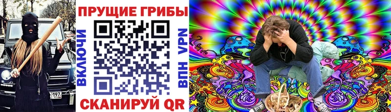 Купить Аксай Псилоцибиновые грибы Cubensis